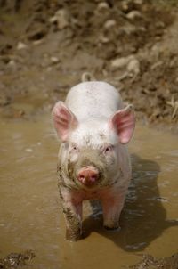 Portrait of pig standing in water