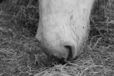 Close-up of a horse on field