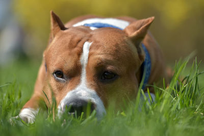 Close-up portrait of dog on field