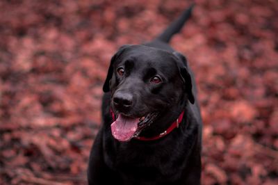 Close-up portrait of black dog