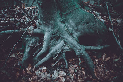 Close-up of tree roots