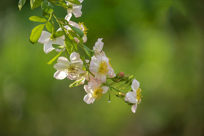 Close-up of white cherry blossoms