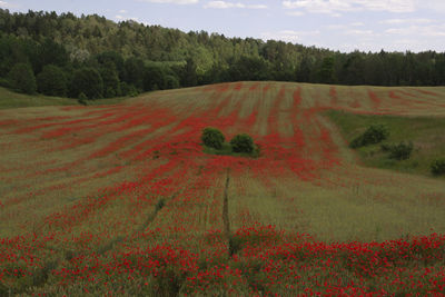 Scenic view of agricultural field against sky