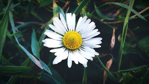 Close-up of white daisy blooming outdoors