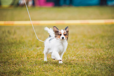 Dog running on field