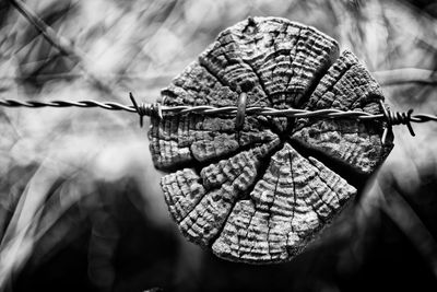 Close-up of barbed wire