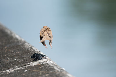 Low angle view of a bird on rock