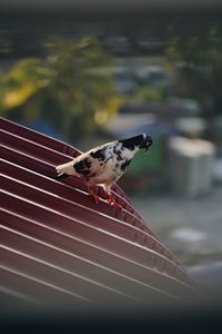 Close-up of bird perching