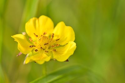 Close-up of yellow flowering plant