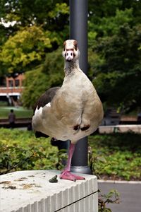 Portrait of bird perching on wooden post