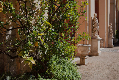 Potted plants against trees and building