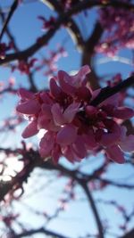 Low angle view of pink flowers blooming on tree