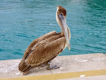 Closeup of a pelican