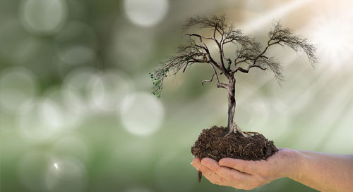 Close-up of person holding plant