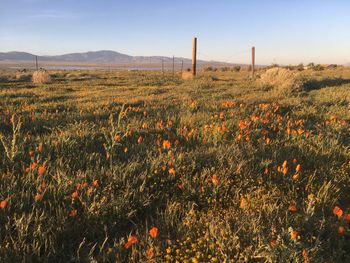 Scenic view of field against clear sky