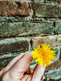 Close-up of hand holding yellow flower against wall