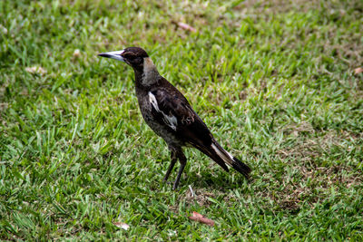 Close-up of bird perching on grass