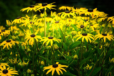 Yellow flowers blooming on field