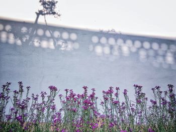 Close-up of flowers blooming by sea against clear sky