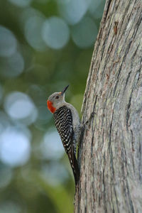 Close-up of a bird perching on tree