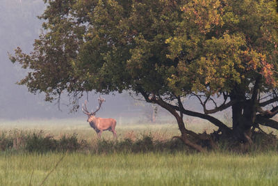 Deer standing in a field