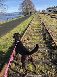 Dog on field