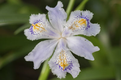 Close-up of purple flowers blooming