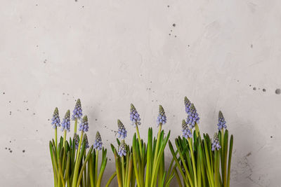 Spring blue muscari flowers on rustic gray background with place for text