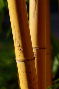 Close-up of bamboo plant