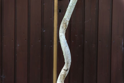 Close-up of stick against fence