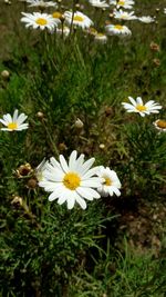 Close-up of white flowers blooming outdoors