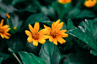 Melampodium flowers are like sunflowers, but they are much smaller than sunflowers.