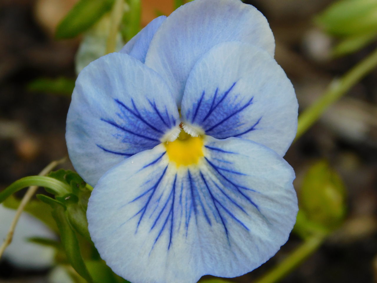 CLOSE-UP OF BLUE FLOWER