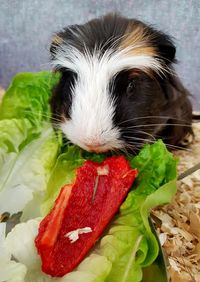 Close-up of guinea pig  eating fresh veggies 