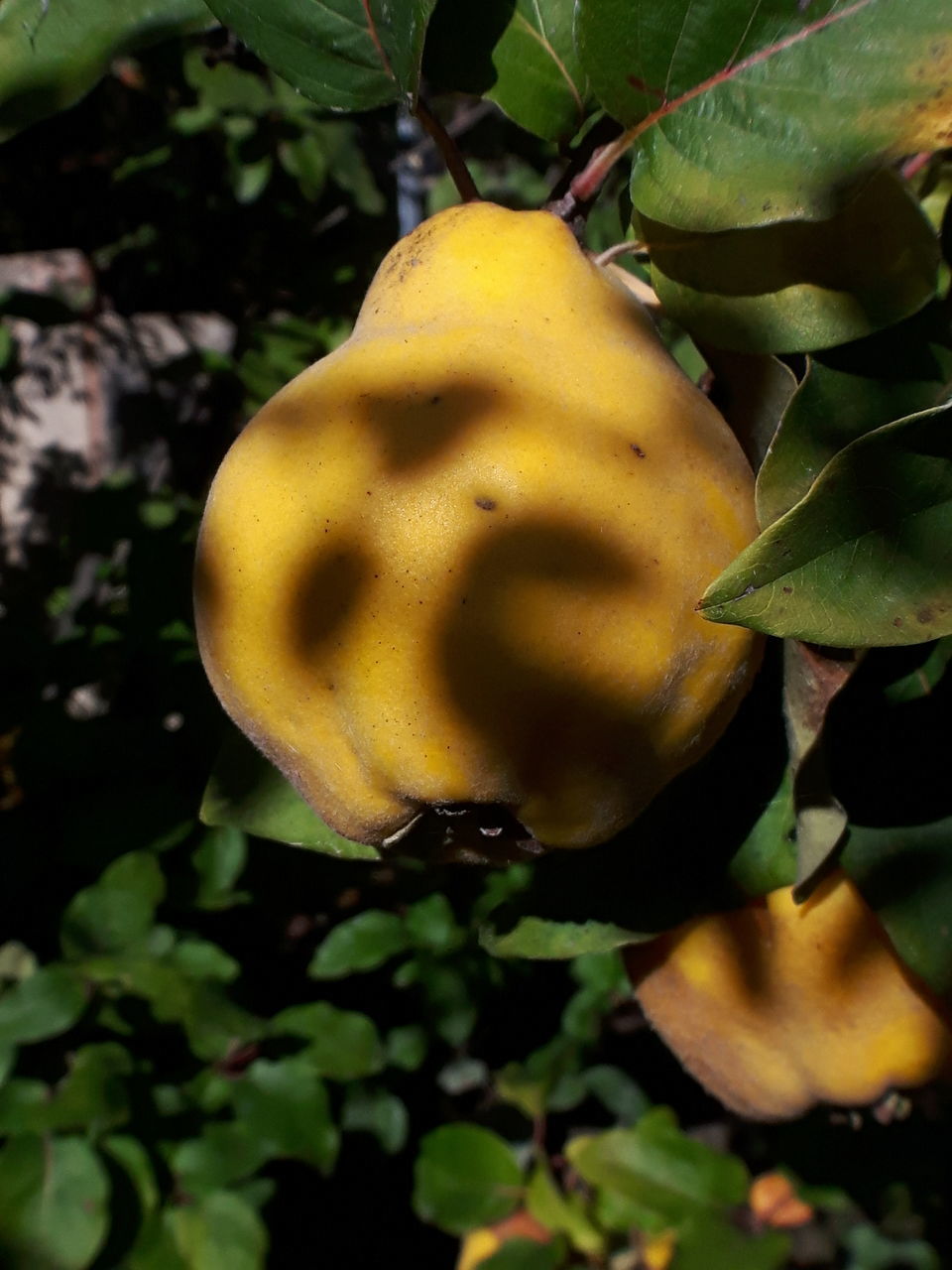 CLOSE-UP OF FRUIT ON PLANT