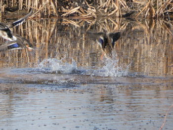 View of birds in water