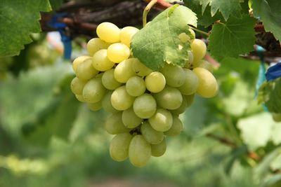 Close-up of grapes growing on tree