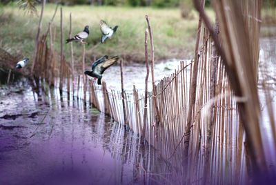 Birds flying over lake