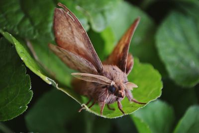 Close-up of butterfly on plant