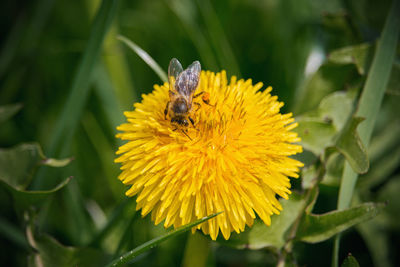 Close-up of bee pollinating on yellow flower