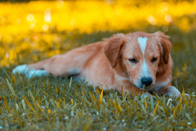 Dog resting on field