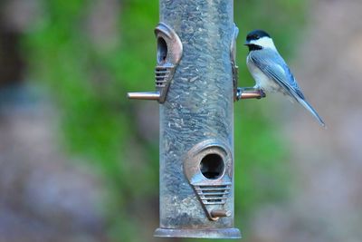 Close-up of bird perching on feeder