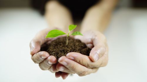 Close-up of hand holding plant