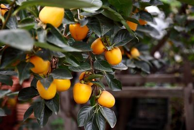 Close-up of fruits hanging on tree