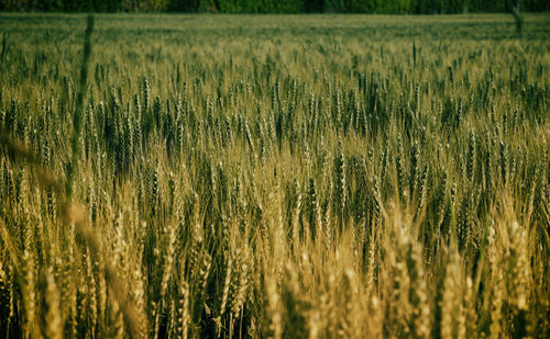 Close-up of stalks growing in the field