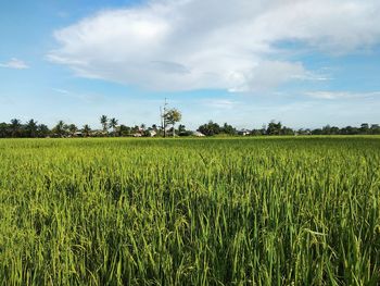 Scenic view of agricultural field against sky