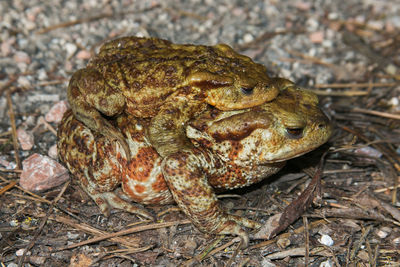 Close-up of frog on field
