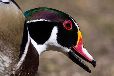 Close-up of a bird