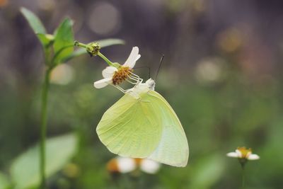 Close-up of butterfly pollinating on flower