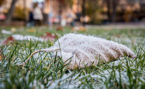 Close-up of grass on field